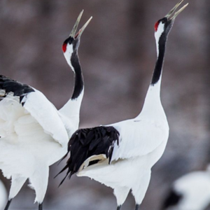 Five Animal Qigong Exercises